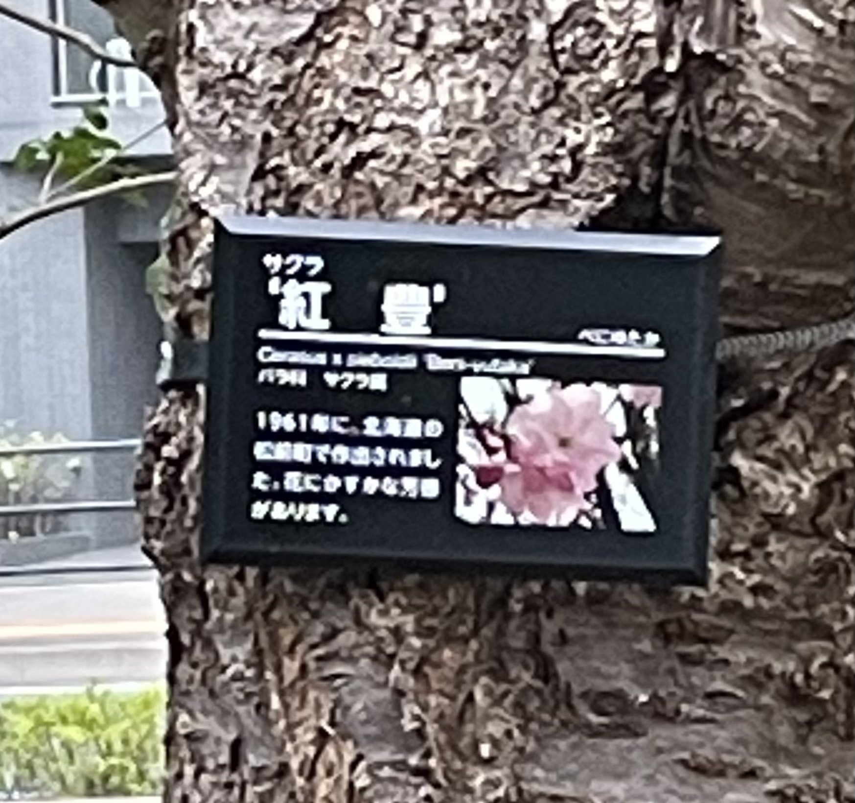 花曇りの日のソメイヨシノじゃない方の桜たち Kaeruco Note