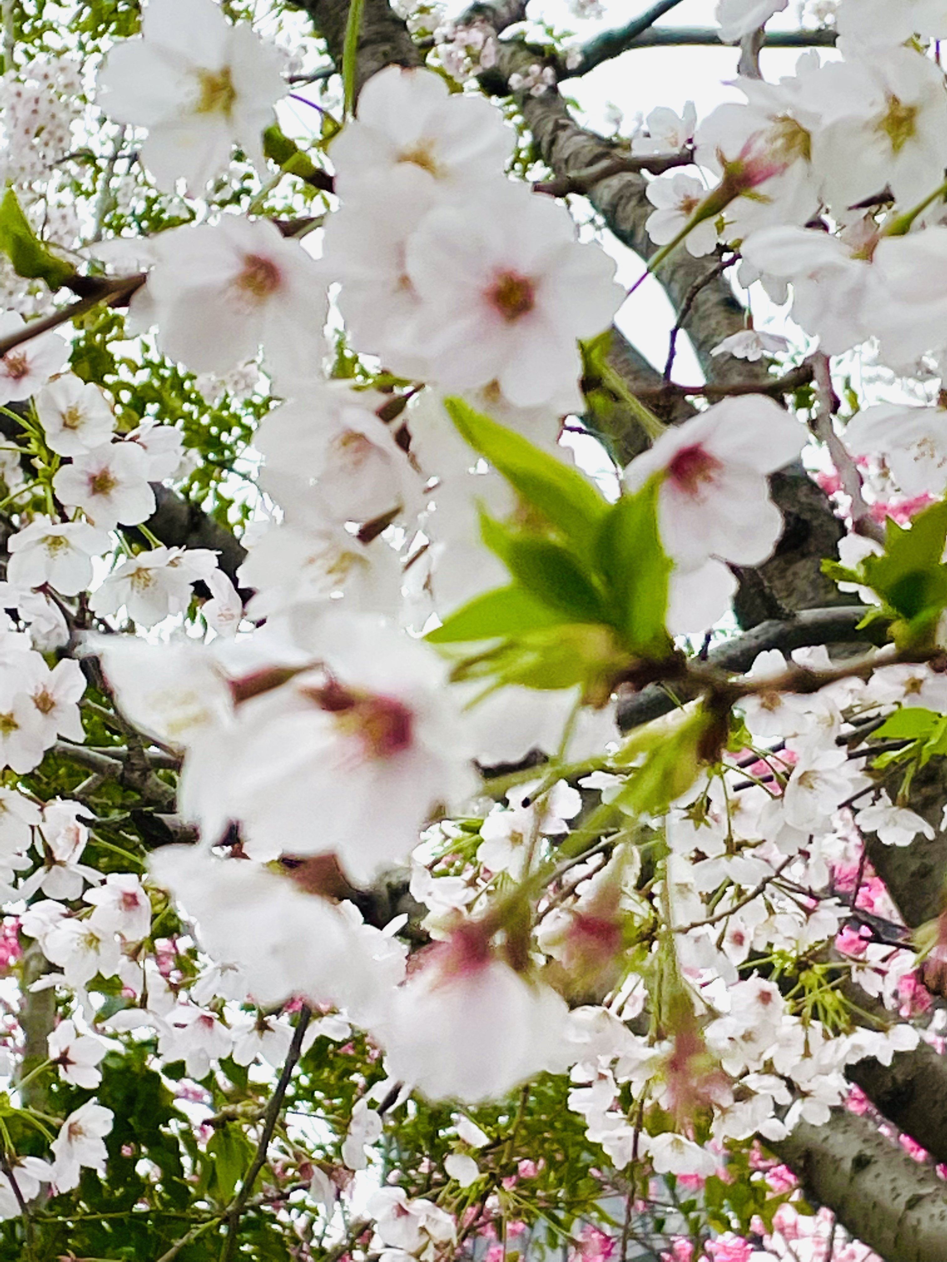 花曇りの日のソメイヨシノじゃない方の桜たち Kaeruco Note