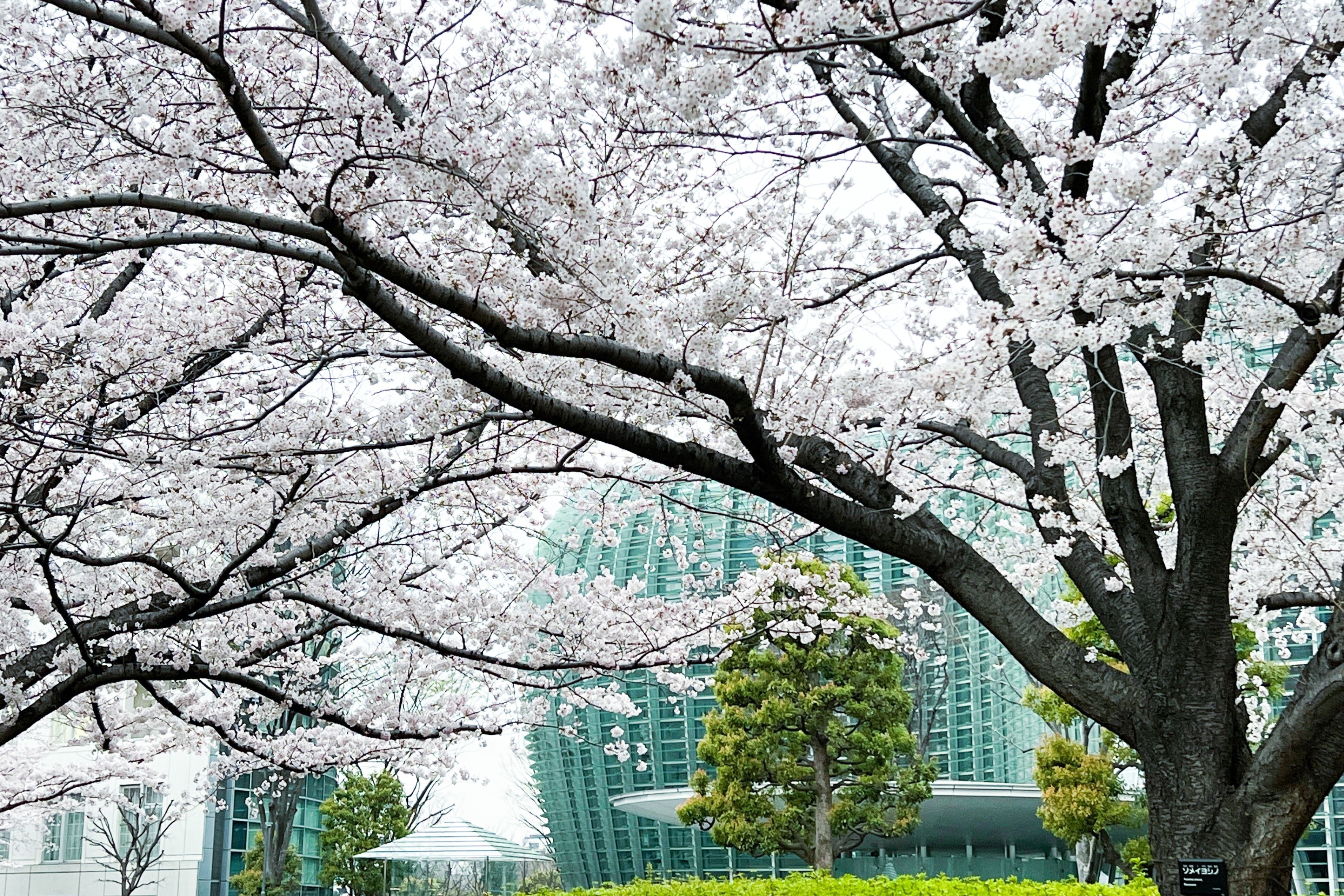 美術館の中と外で🌸 「桜のアート」 &「お花見」をあわせて楽しめる