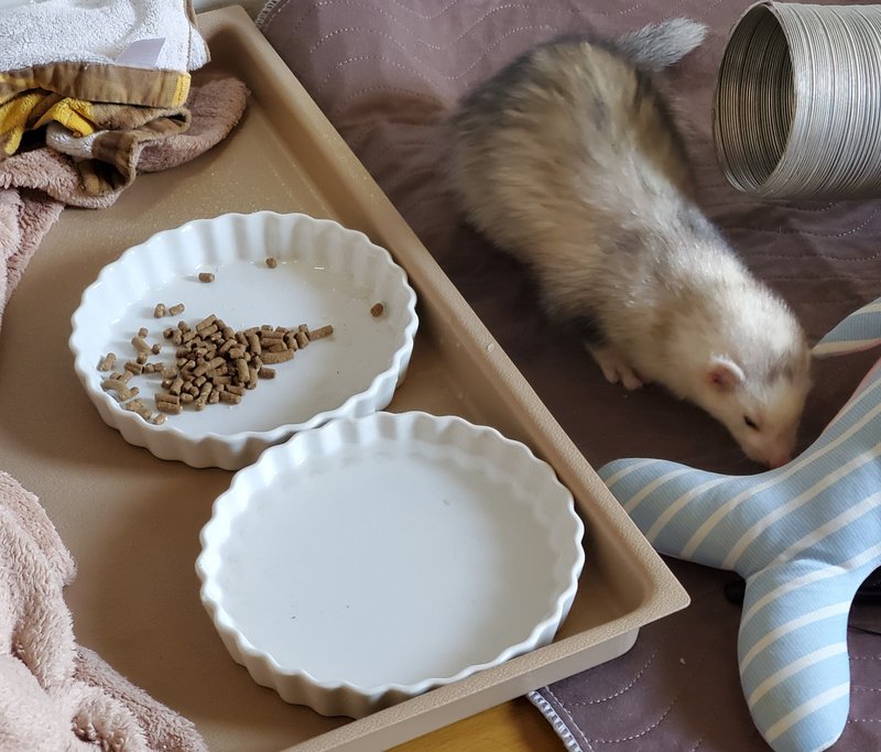 フェレット食器ではなくココット皿を使うつなさん