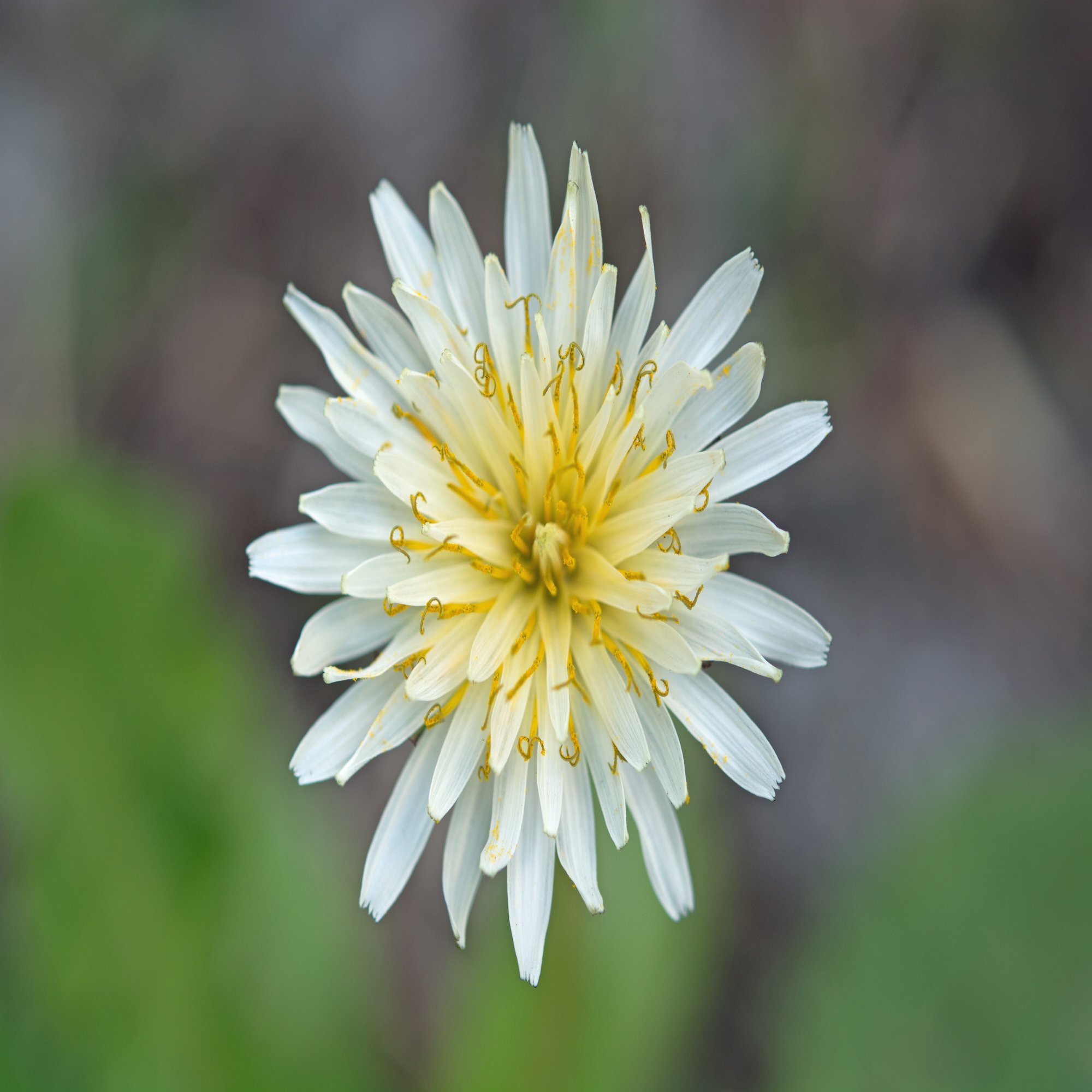 知っているようで知らない 身近なタンポポの多様な世界 ブンイチ 文一総合出版 Note
