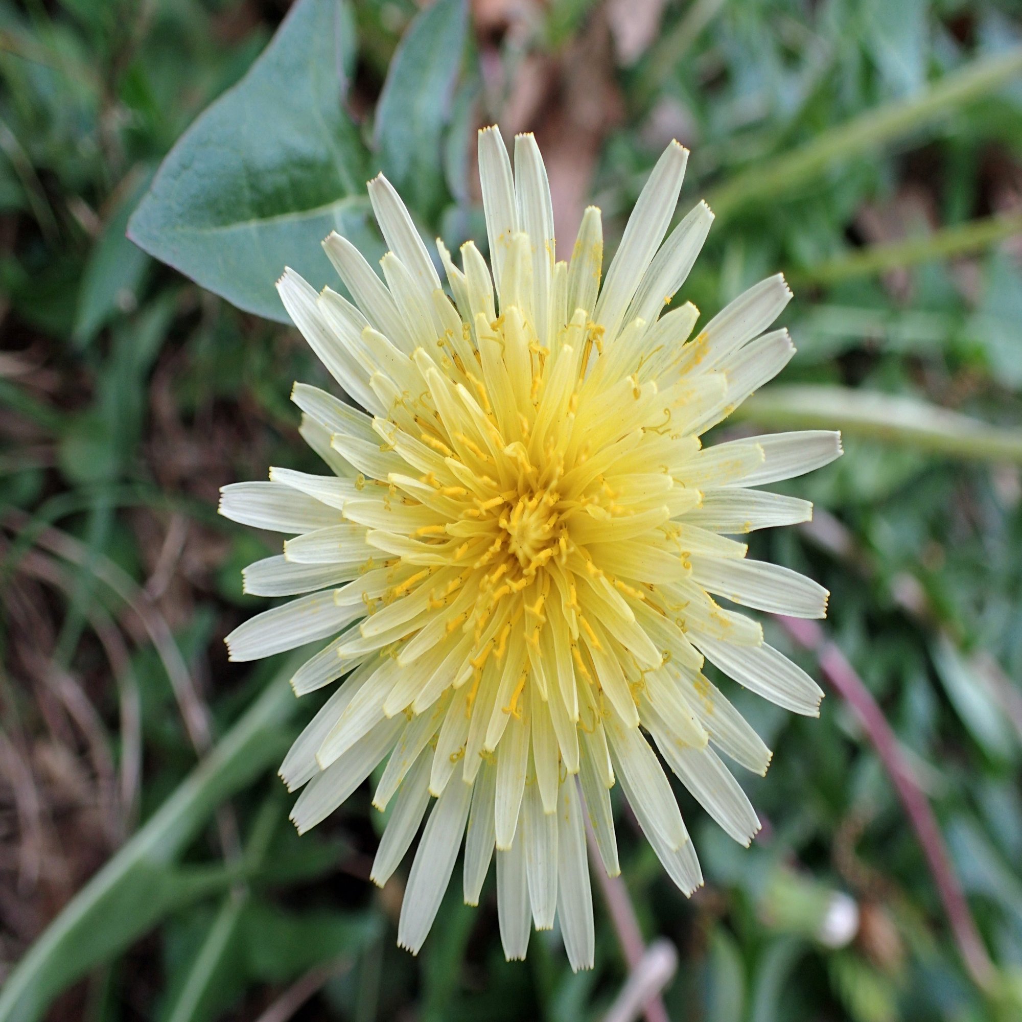 知っているようで知らない 身近なタンポポの多様な世界 ブンイチ 文一総合出版 Note