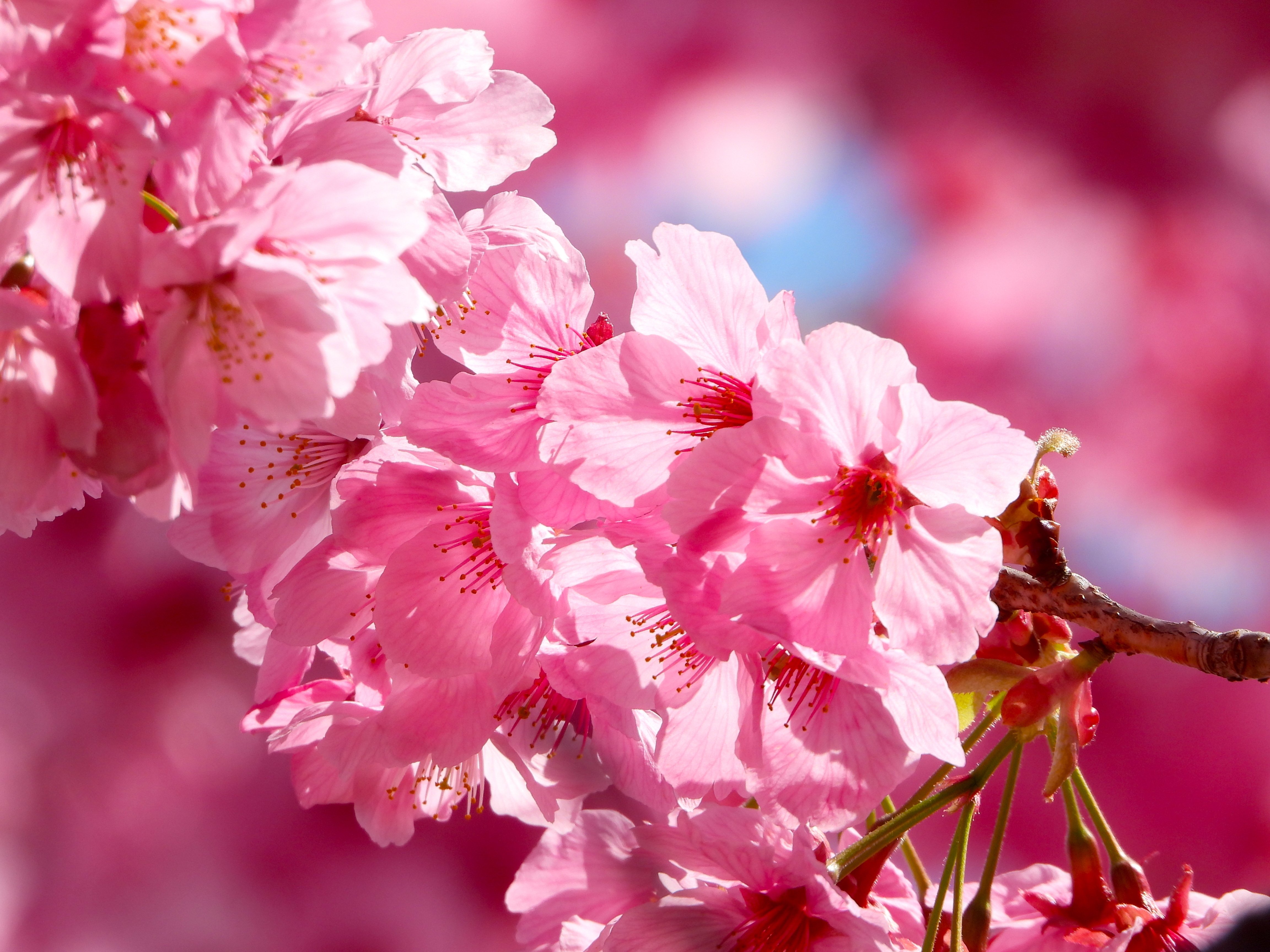 美しいと言う言葉で表現できない魅力。それは自然の中に沢山ある。人がお金をかけて着飾っても彼らの美しさ には勝てない。それは、どうしてだろう。素の存在、そのままの存在が美しいからだ。もし、人で同じような存在｜hide, image size:4608x3456