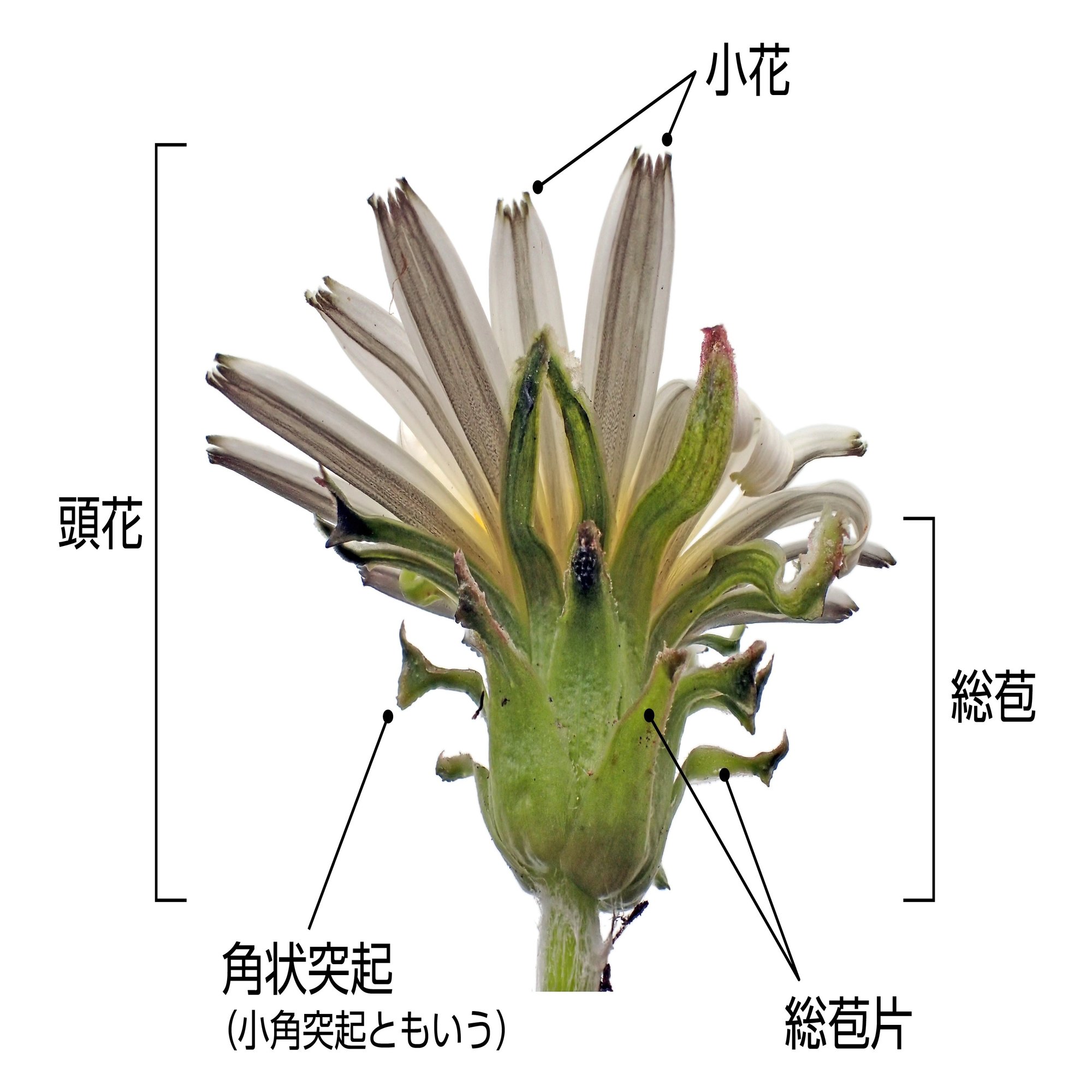 知っているようで知らない 身近なタンポポの多様な世界 ブンイチ 文一総合出版 Note