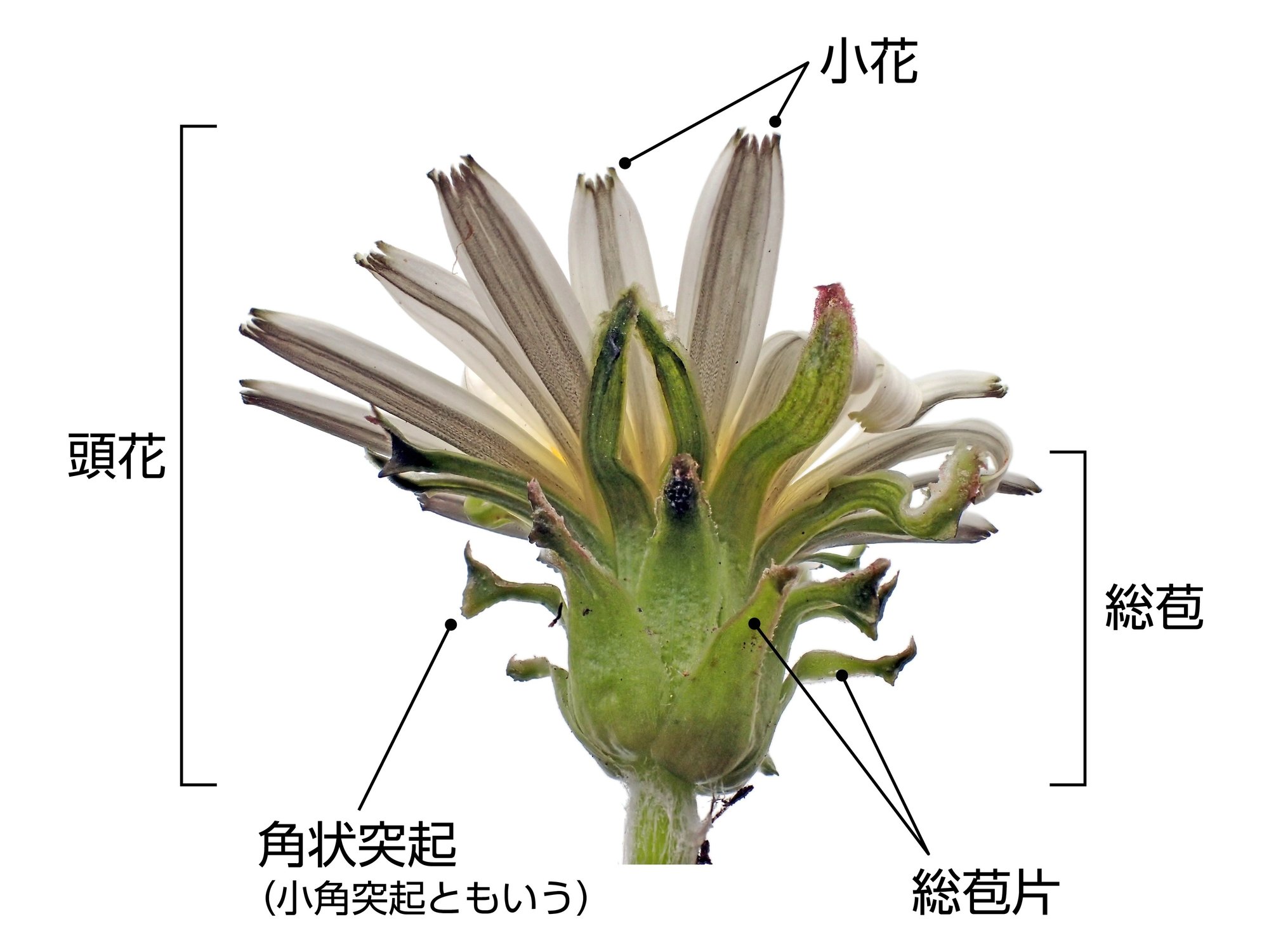 知っているようで知らない 身近なタンポポの多様な世界 ブンイチ 文一総合出版 Note 知っているようで知らない 身近なタンポポの多様な世界 ブンイチ 文一総合出版 Note