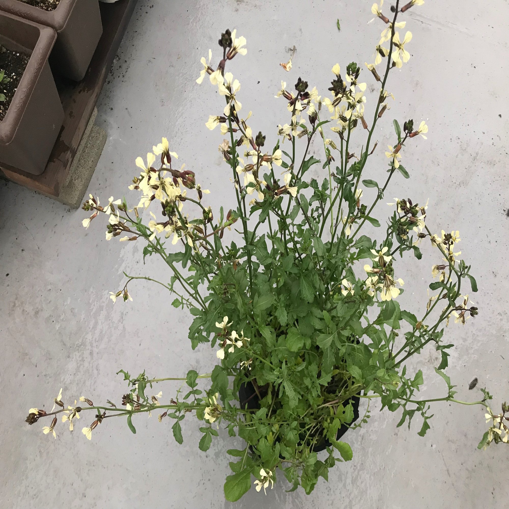 ガーデニング あきらめかけたルッコラさん おがばん 拝万里 Note