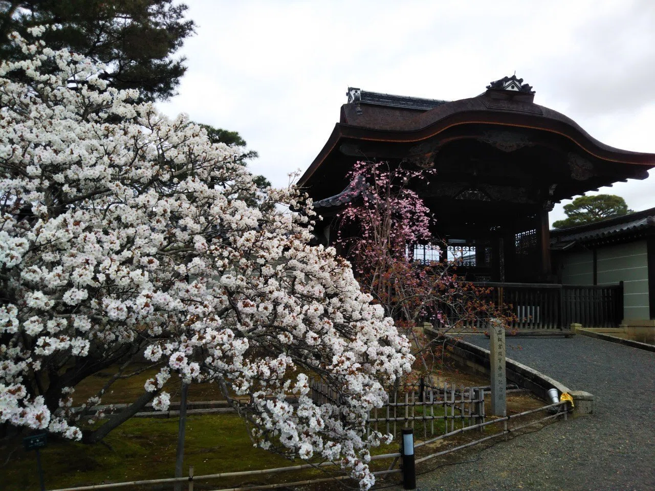 御室桜🌸「仁和寺」🌸三十三間堂×御所!御室10回言うとオムロン!?【きぬ