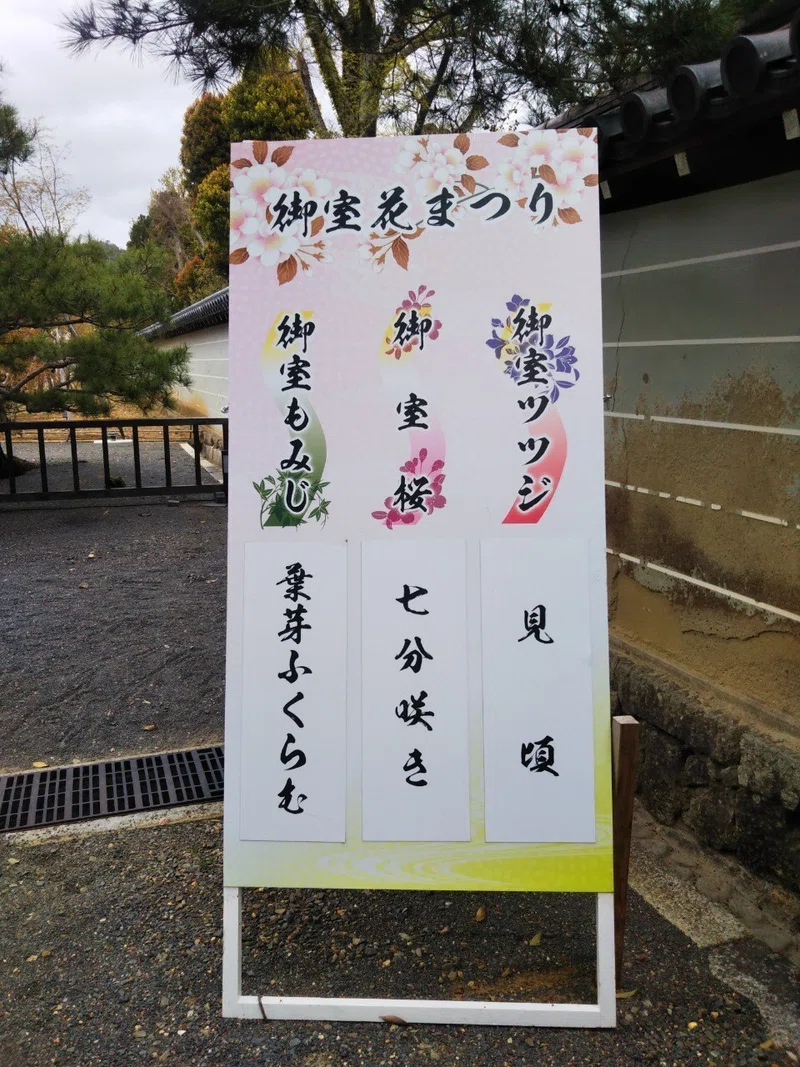 御室桜?「仁和寺」?三十三間堂×御所!御室10回言うとオムロン!?【きぬ 