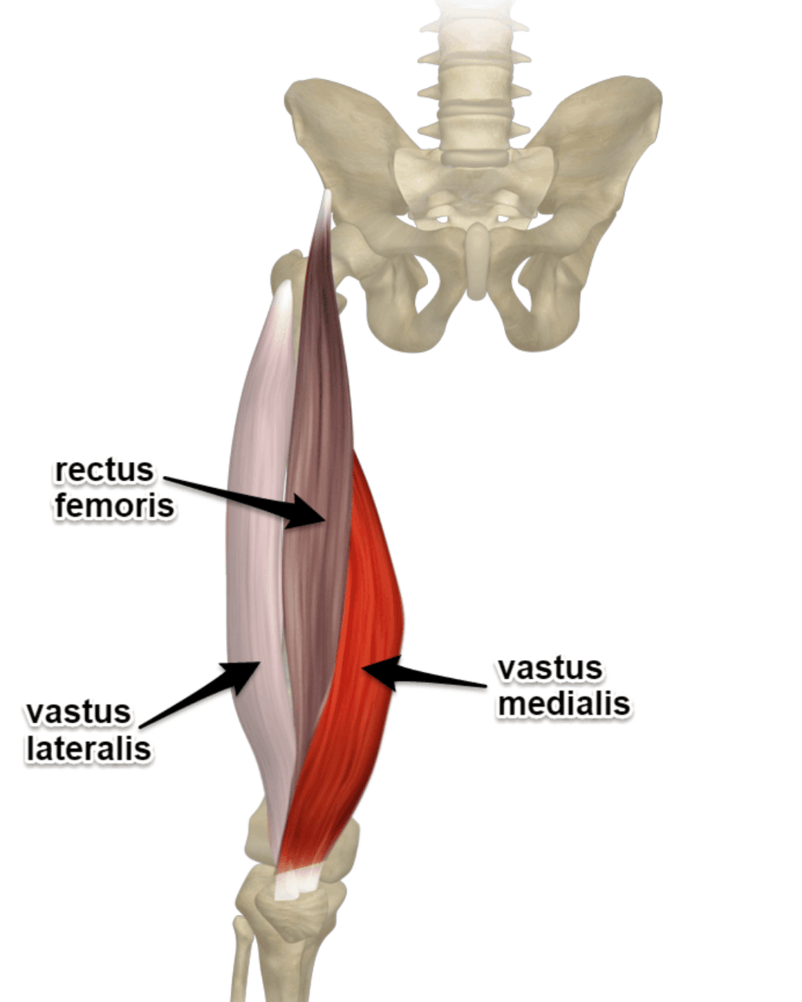 大腿四頭筋の解剖図（rectus femoris：大腿直筋　vastus lateralis：外側広筋　vastus medialis：内側広筋）