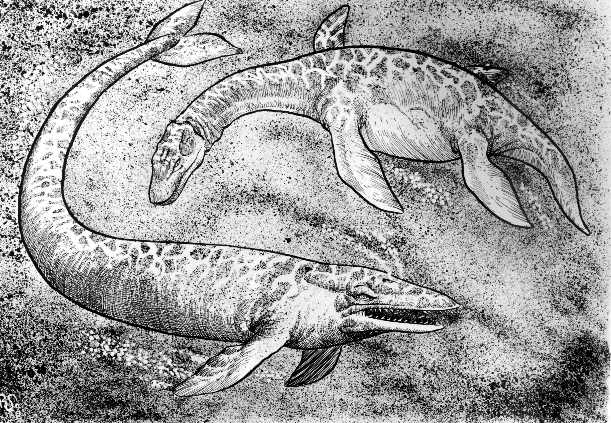 湖底怪獣チャンプ 羽仁礼 ムーペディア ムーplus 湖底怪獣チャンプ 羽仁礼 ムーペディア ムーplus