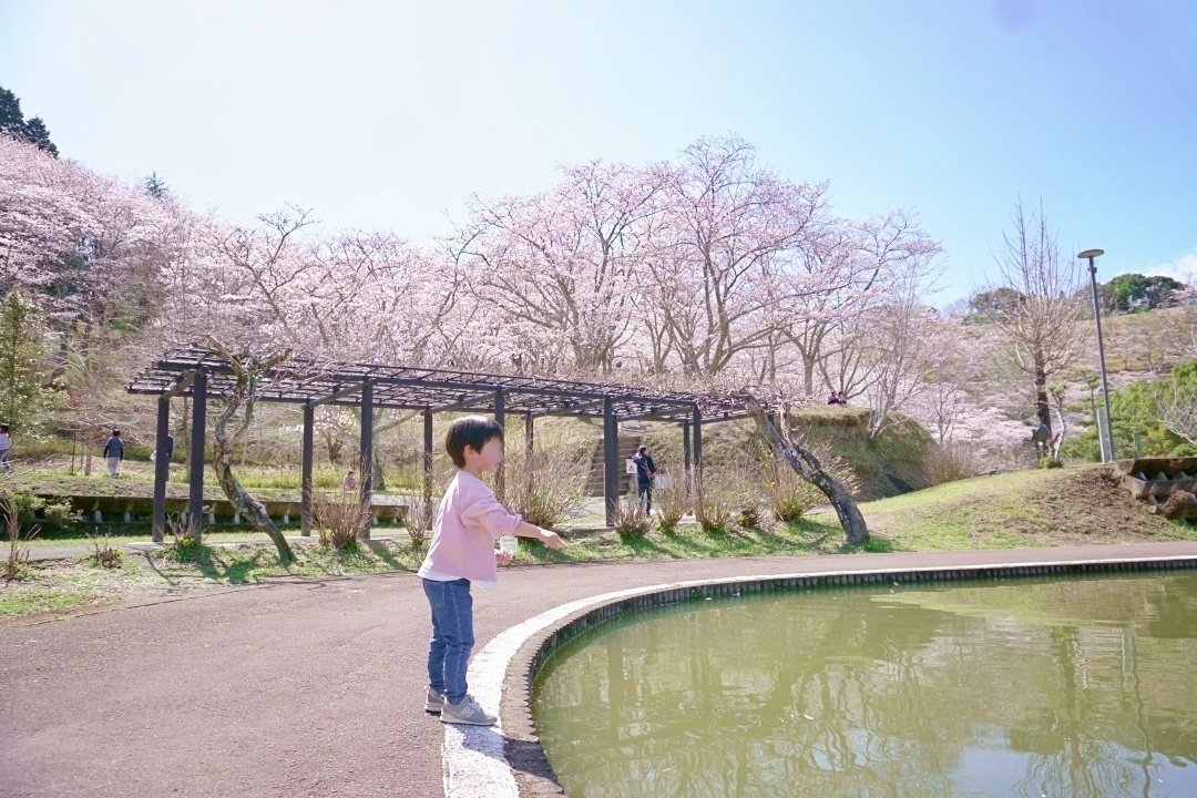 桜大吉　12/6 写真で見る】世界遺産・吉野の桜 [写真特集1/9] | 毎日新聞