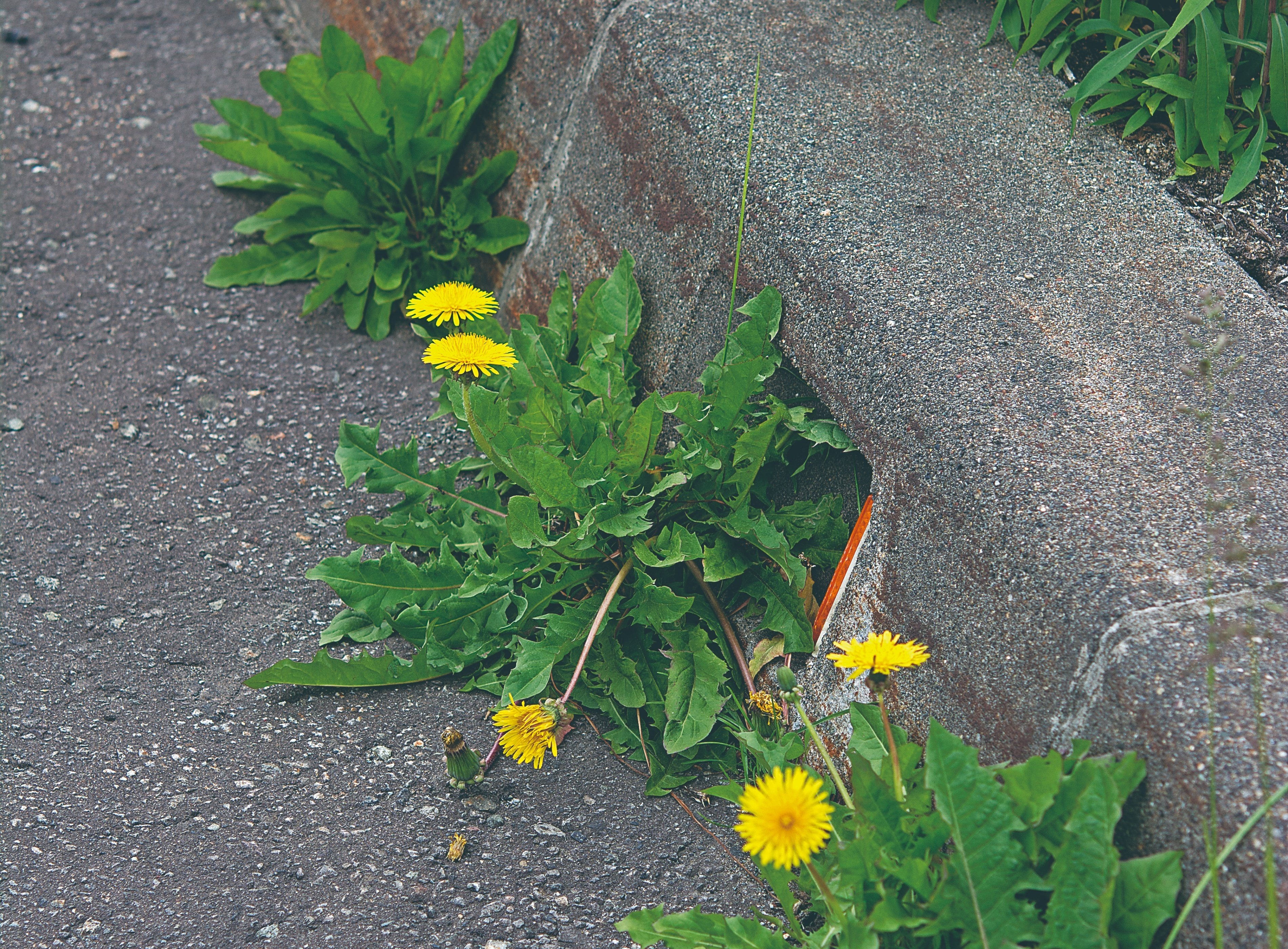 知っているようで知らない!? 身近なタンポポの多様な世界｜ブンイチ