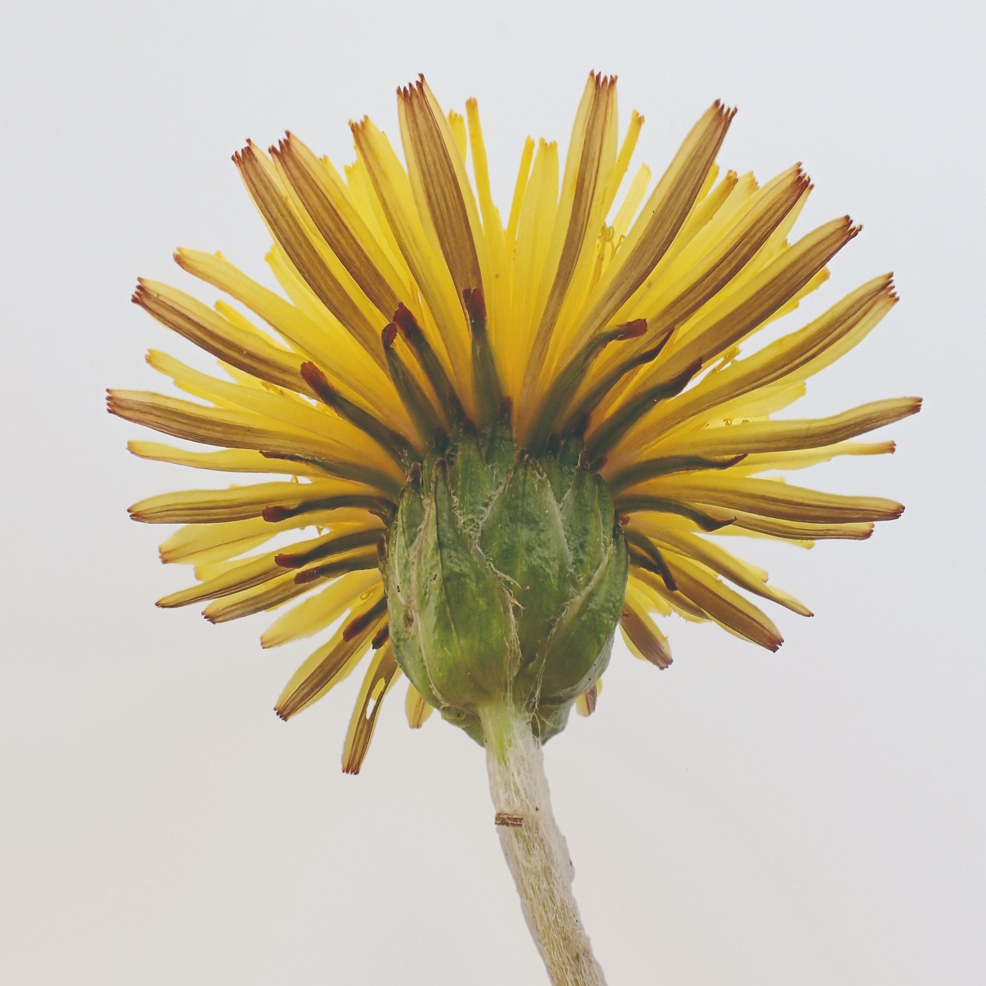 知っているようで知らない 身近なタンポポの多様な世界 ブンイチ 文一総合出版 Note