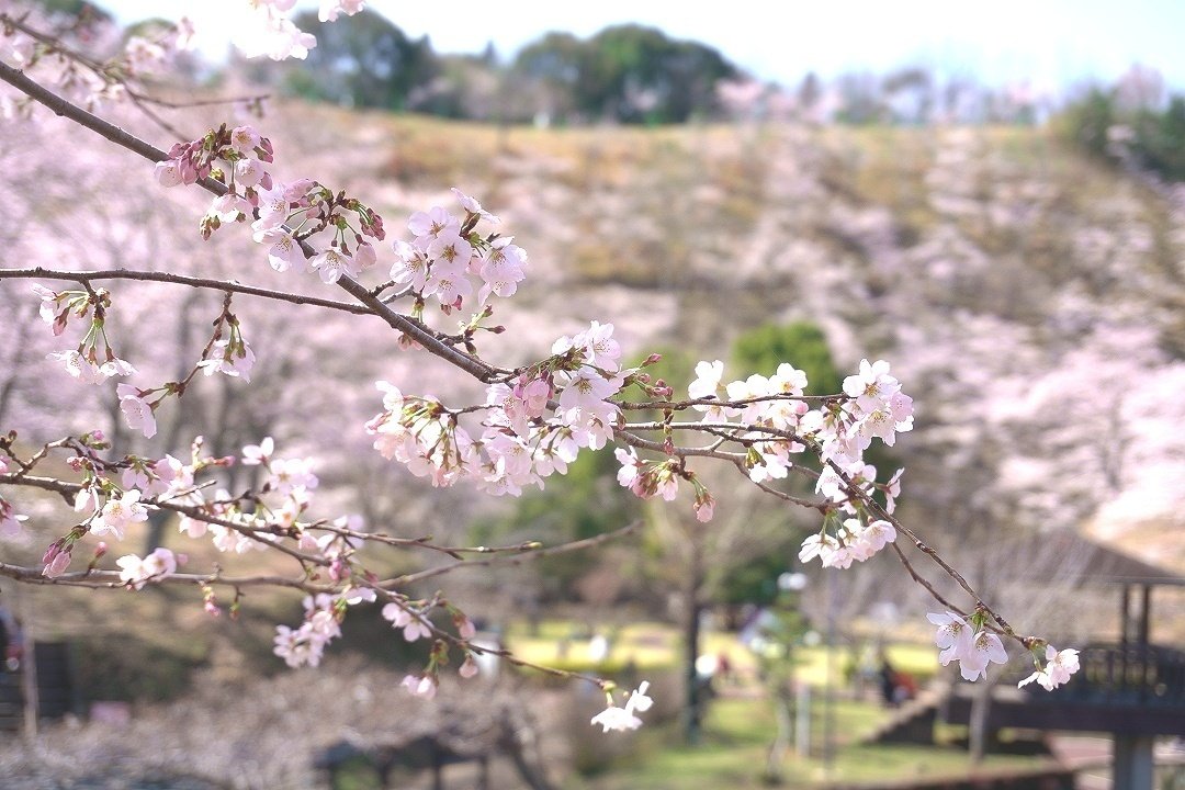2000本の桜が咲き誇る吉四六ランド【大分の公園巡り】｜けい散歩