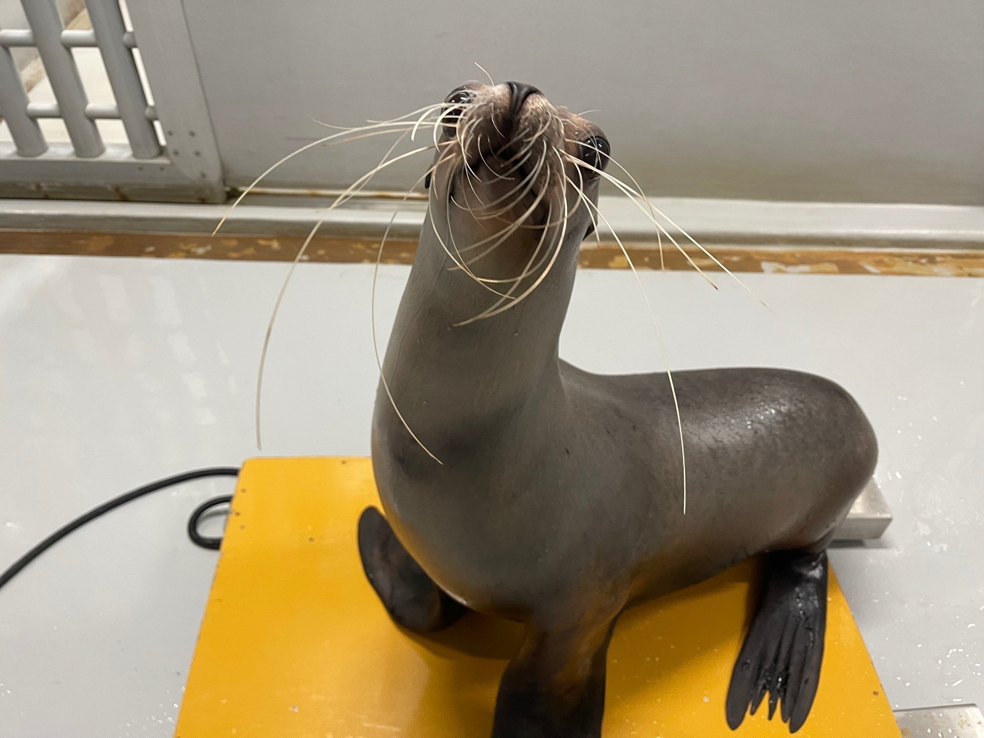 アシカたちの体重測定｜仙台うみの杜水族館