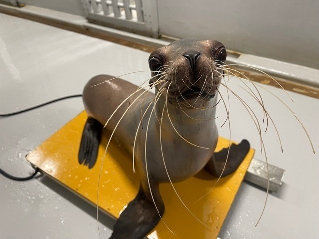 アシカたちの体重測定｜仙台うみの杜水族館