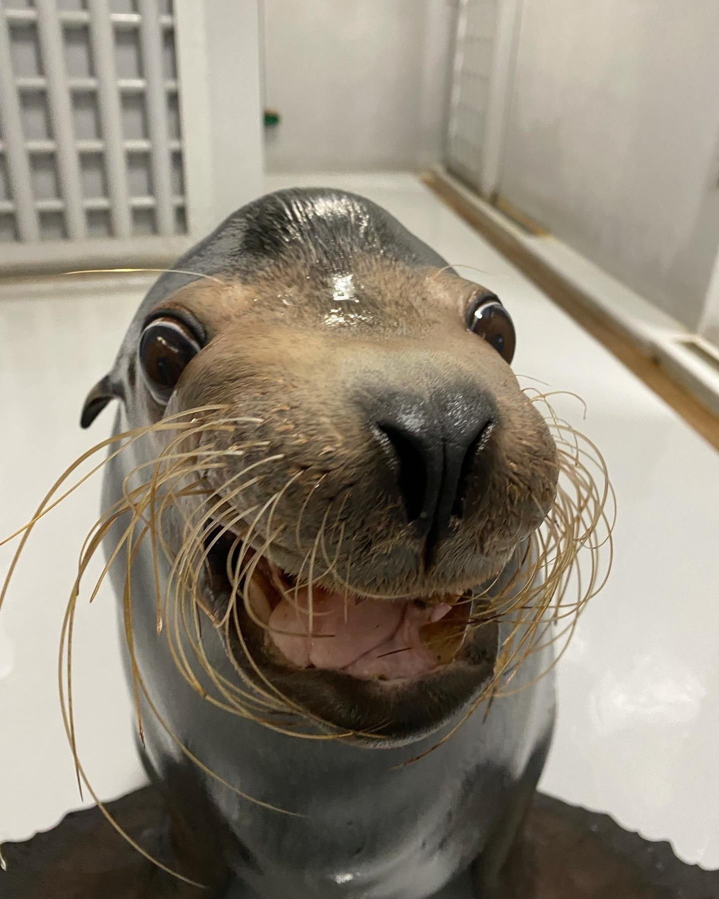 アシカたちの体重測定｜仙台うみの杜水族館