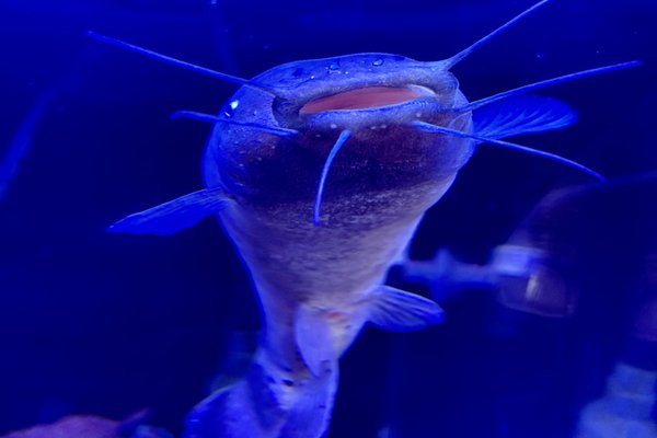 電気ナマズ の新着タグ記事一覧 Note つくる つながる とどける