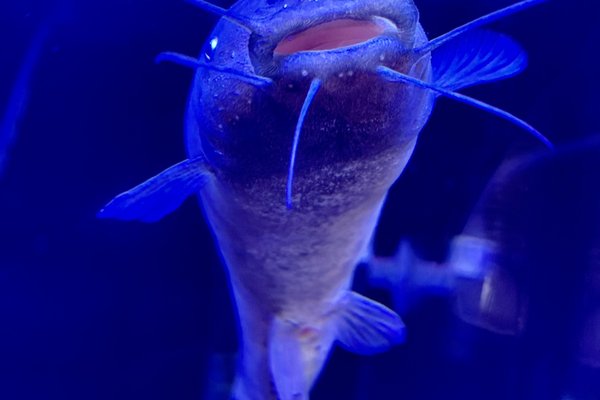 電気ナマズ の新着タグ記事一覧 Note つくる つながる とどける 電気ナマズ の新着タグ記事一覧 Note つくる つながる とどける