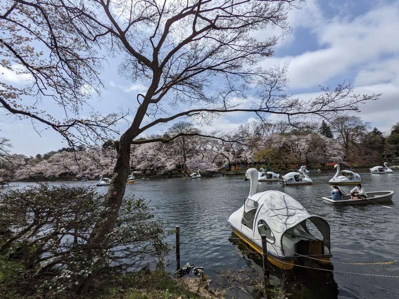 吉祥寺の井の頭公園が桜でいっぱいでした！
