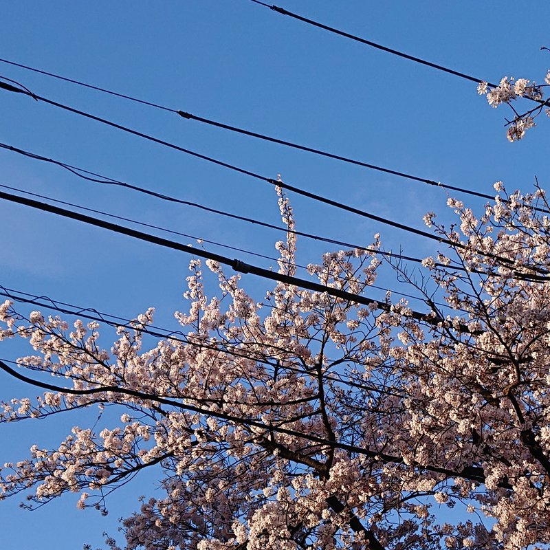 日本の空は、線がたくさん。この線を守るために、桜も他の木も、よく剪定されることがある。それでも、桜は、咲いたね！満開だね！偉いね！