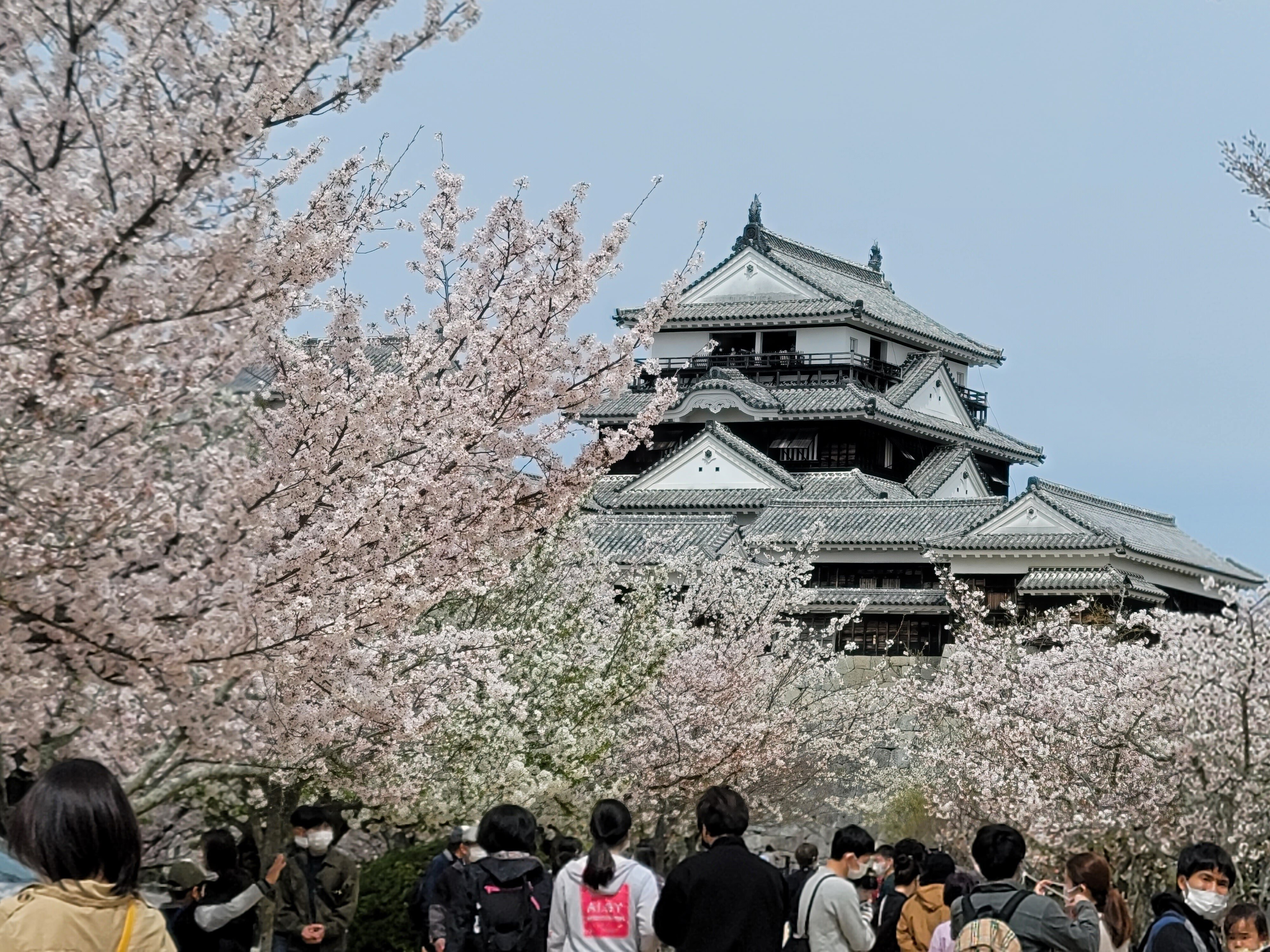 車中泊で 桜 と日本一周 11県目 愛媛編 松山城は桜の雲の上 地球へ途中下車夫婦 根津眞澄 妻 オット Note 車中泊で 桜 と日本一周 11県目 愛媛編 松山城は桜の雲の上 地球へ途中下車夫婦 根津眞澄 妻 オット Note