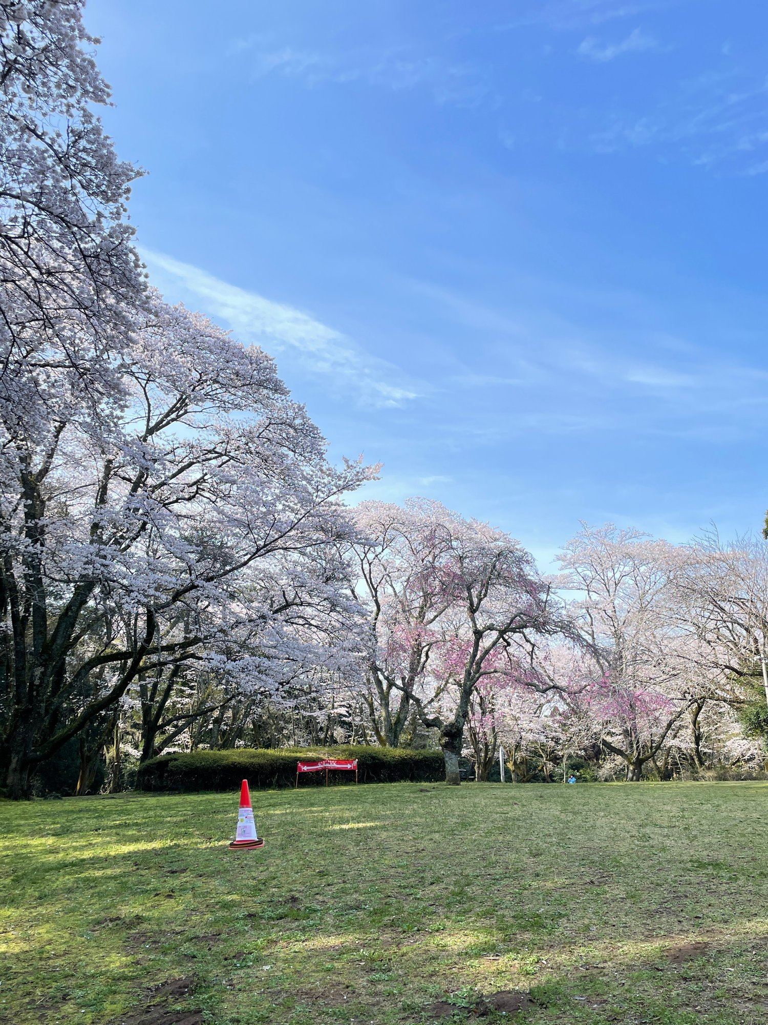 泉自然公園での樹木ラリー実施 活動記録 Npoリトカル Note 泉自然公園での樹木ラリー実施 活動記録 Npoリトカル Note