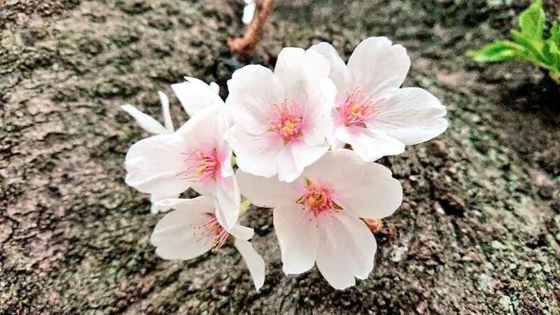 花の中心が赤くなると、いつ散ってもいい感じ。薄ピンクに赤色が入ることで、それはそれで可愛いのですが、やっぱり、この花色と一緒にせつなさを感じてしまう。