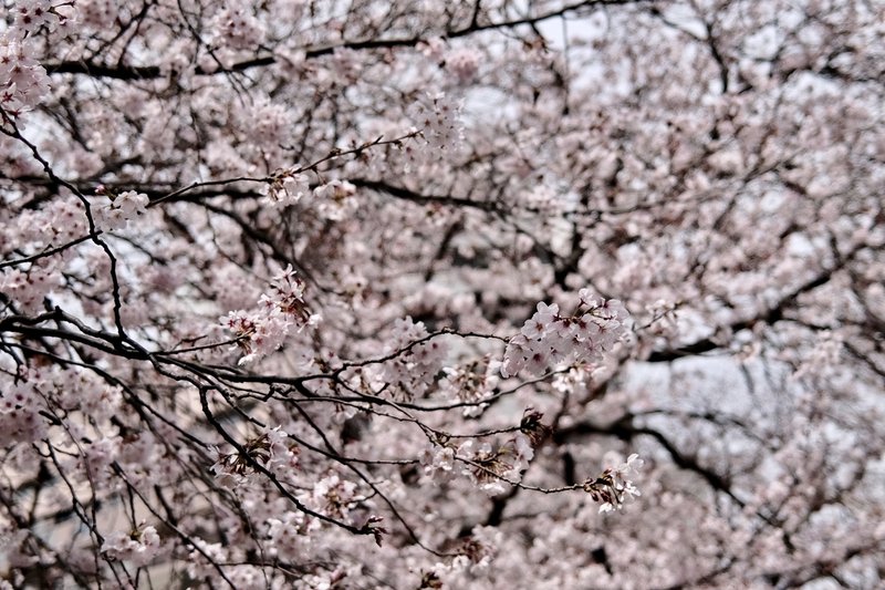 満開の桜にコロコロ変わる天気。まさに春らしい日々を少しだけスナップしました
