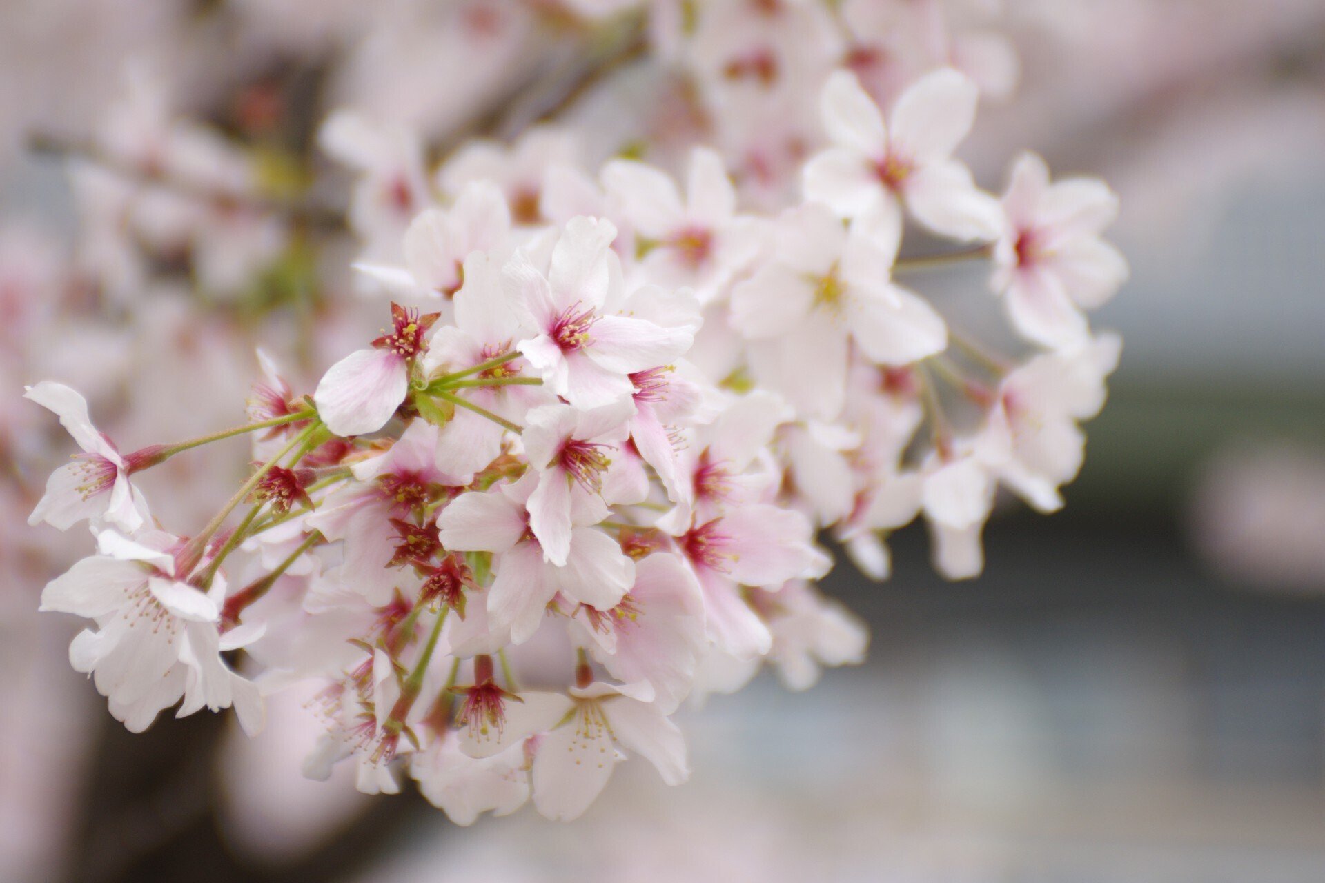 smc PENTAX-FA 28-105mmF4-5.6(パワーズーム)について｜夢望庵 / Mubou-an