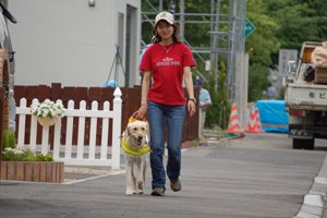 盲導犬がまっすぐ歩いている写真