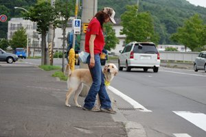盲導犬が交差点の横断歩道前で立ち止まっている写真