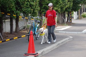 盲導犬が歩道の障害物を避けるように誘導している写真