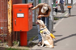 郵便ポストの前に止まっている盲導犬