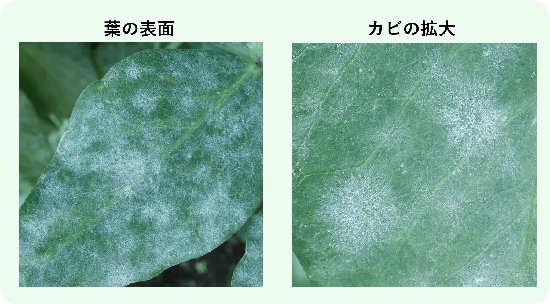 スナップエンドウ 白いカビ うどんこ病 ミライ菜園 Note スナップエンドウ 白いカビ うどんこ病 ミライ菜園 Note
