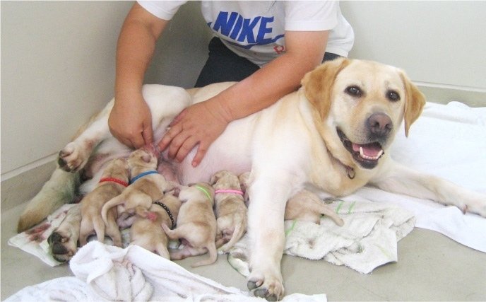 盲導犬 アイメイト まとめ メガネくん 盲学校 特別支援学校からの発信 Note