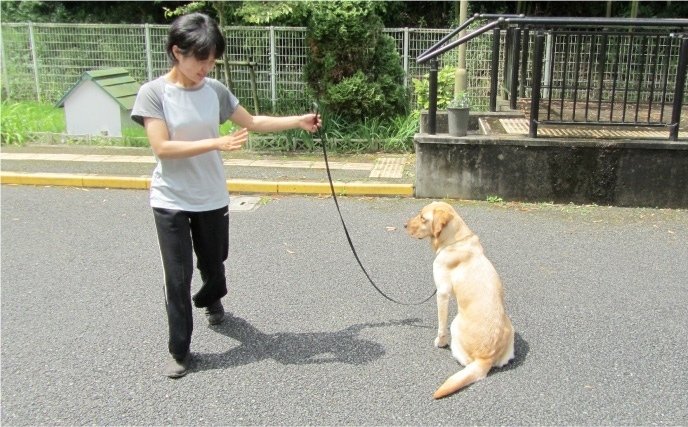 リードを繋がれた犬が、「待て」の指示に従っている写真