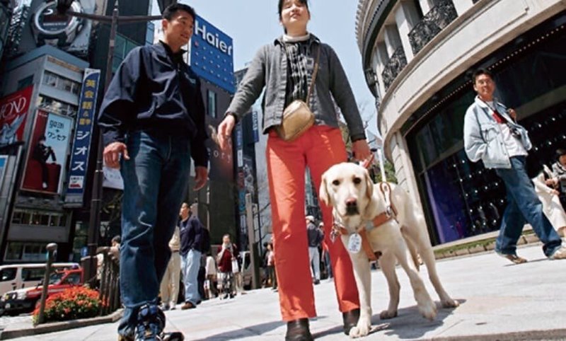 街中でユーザーと盲導犬を訓練士がレクチャーしている写真
