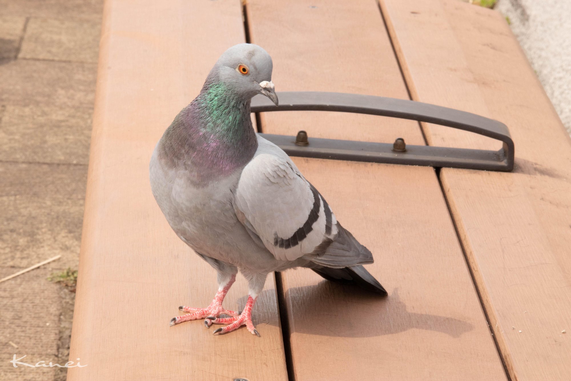 巨乳好きという友人に送りつける写真 ひんまに Note 巨乳好きという友人に送りつける写真 ひんまに Note