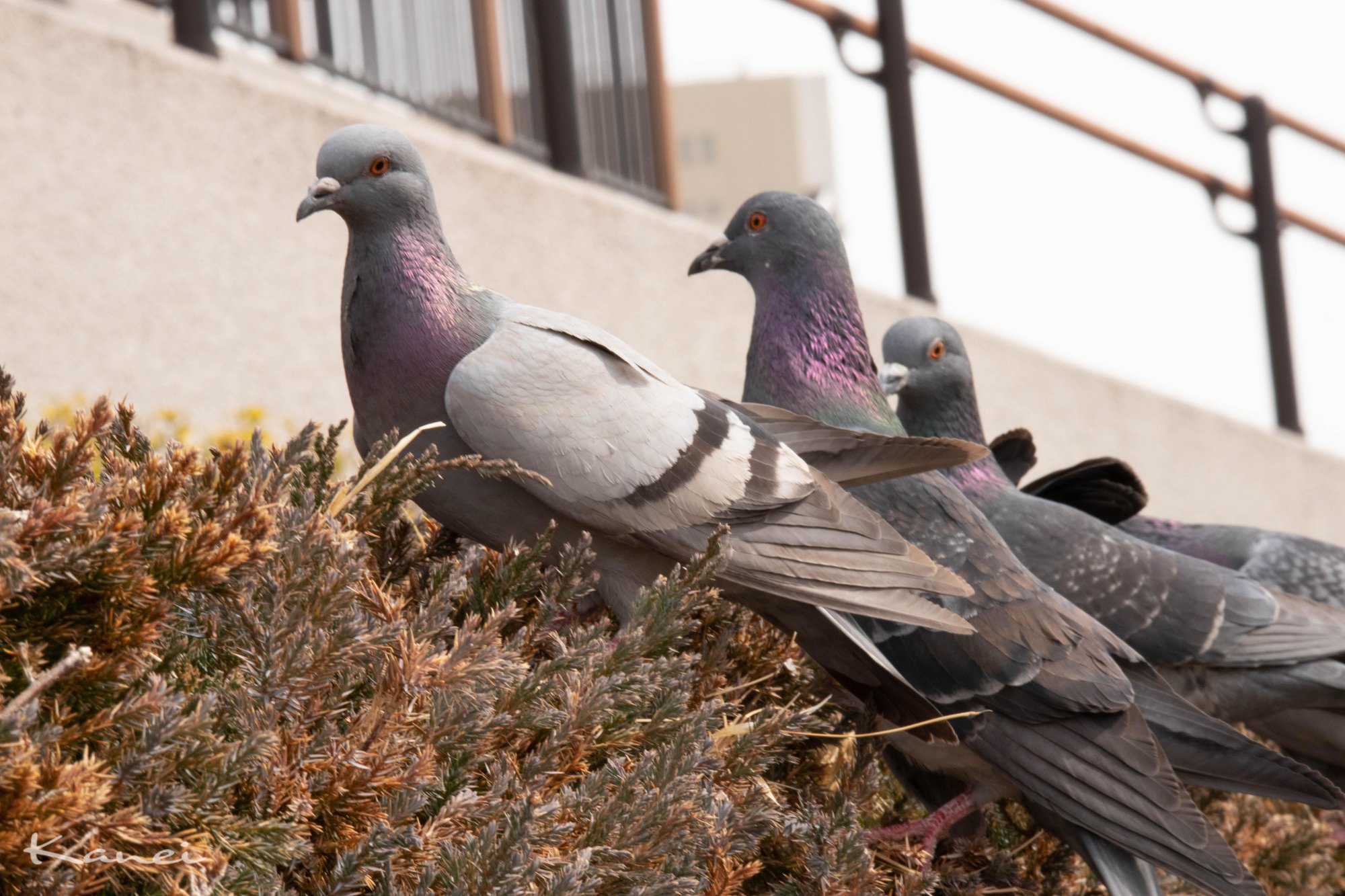 巨乳好きという友人に送りつける写真 ひんまに Note 巨乳好きという友人に送りつける写真 ひんまに Note