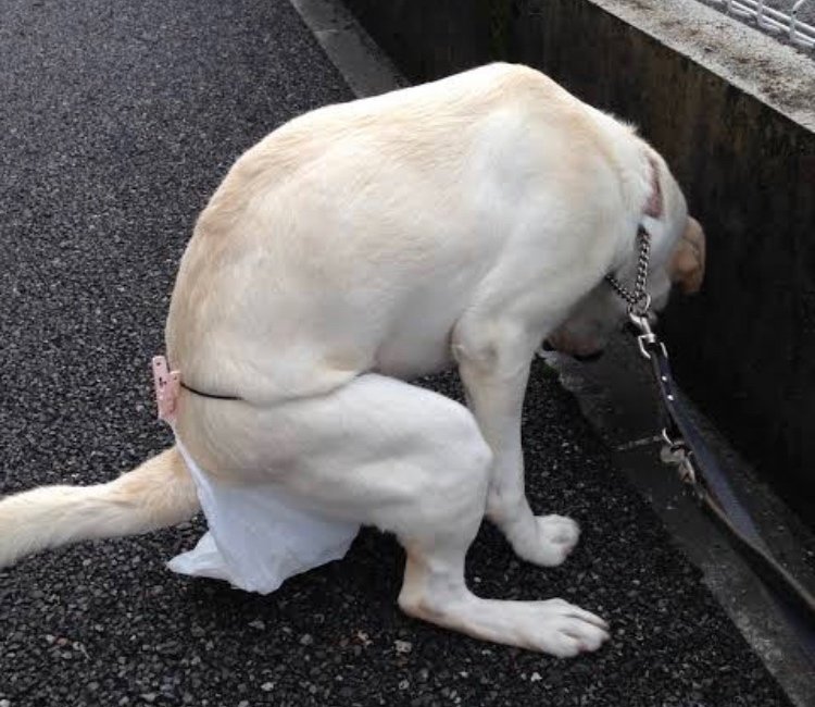 ワンツーベルトをつけた犬が排泄をしている写真