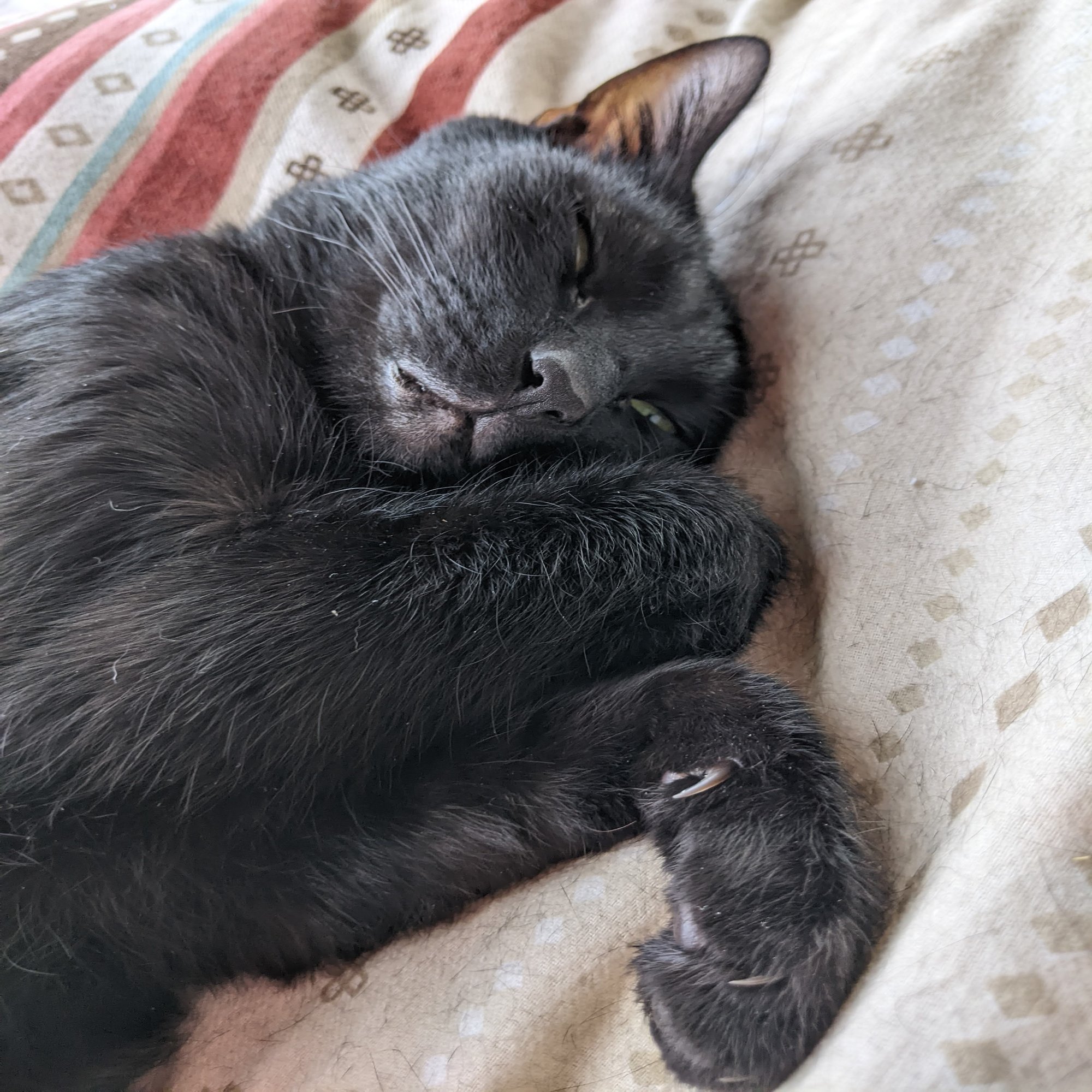 猫だより 6 春眠暁を覚えず インプレス出版事業部