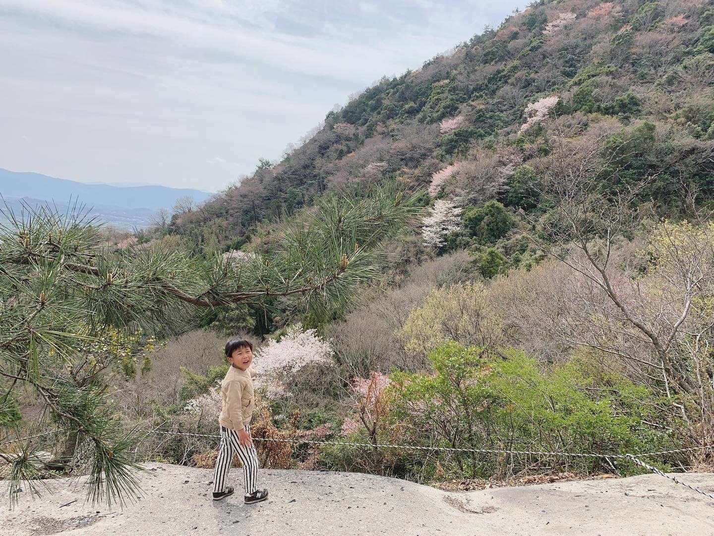 春の里山へ。山桜トレッキング｜週刊みとよ ほんまモンRadio!