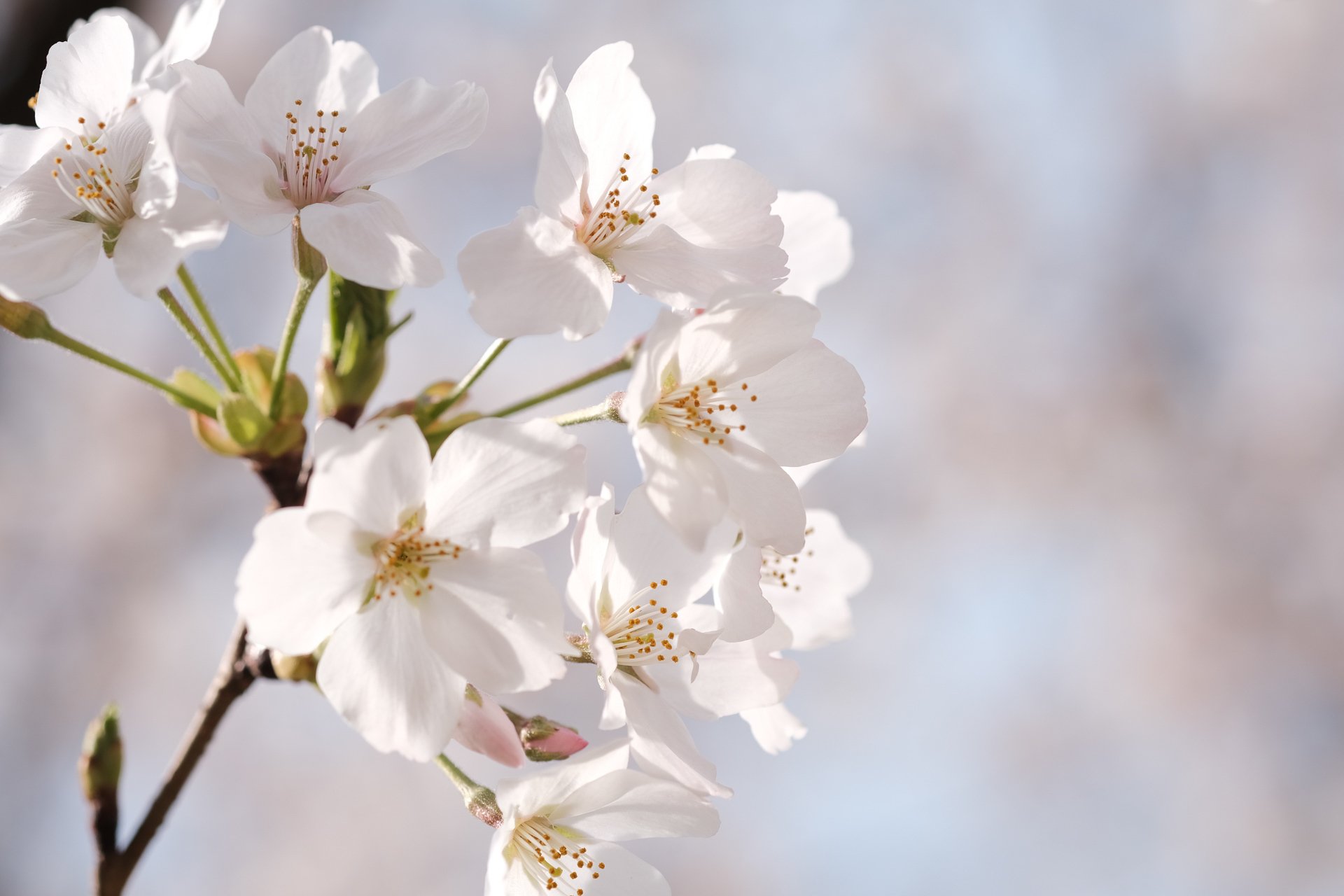 桜の花の色 ハタモト Note