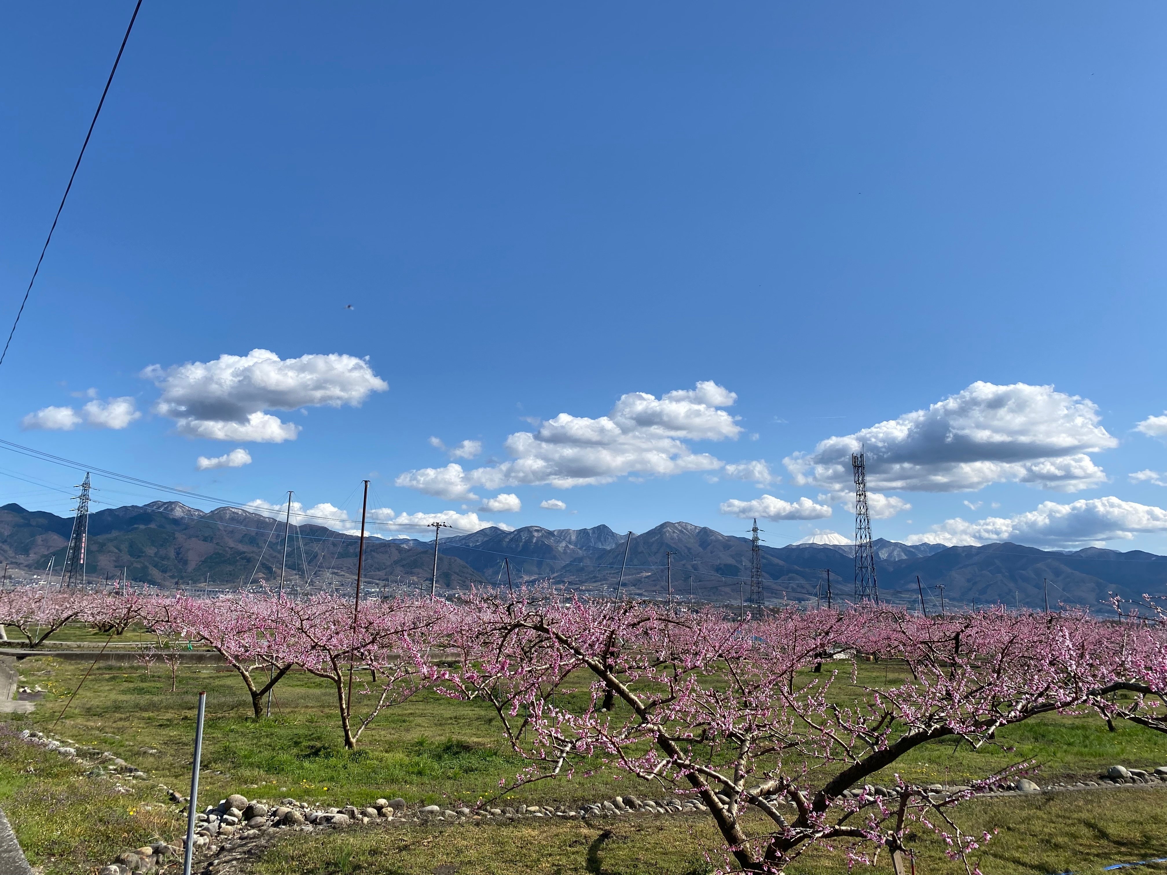 桃源郷に住んでいる｜読む猫