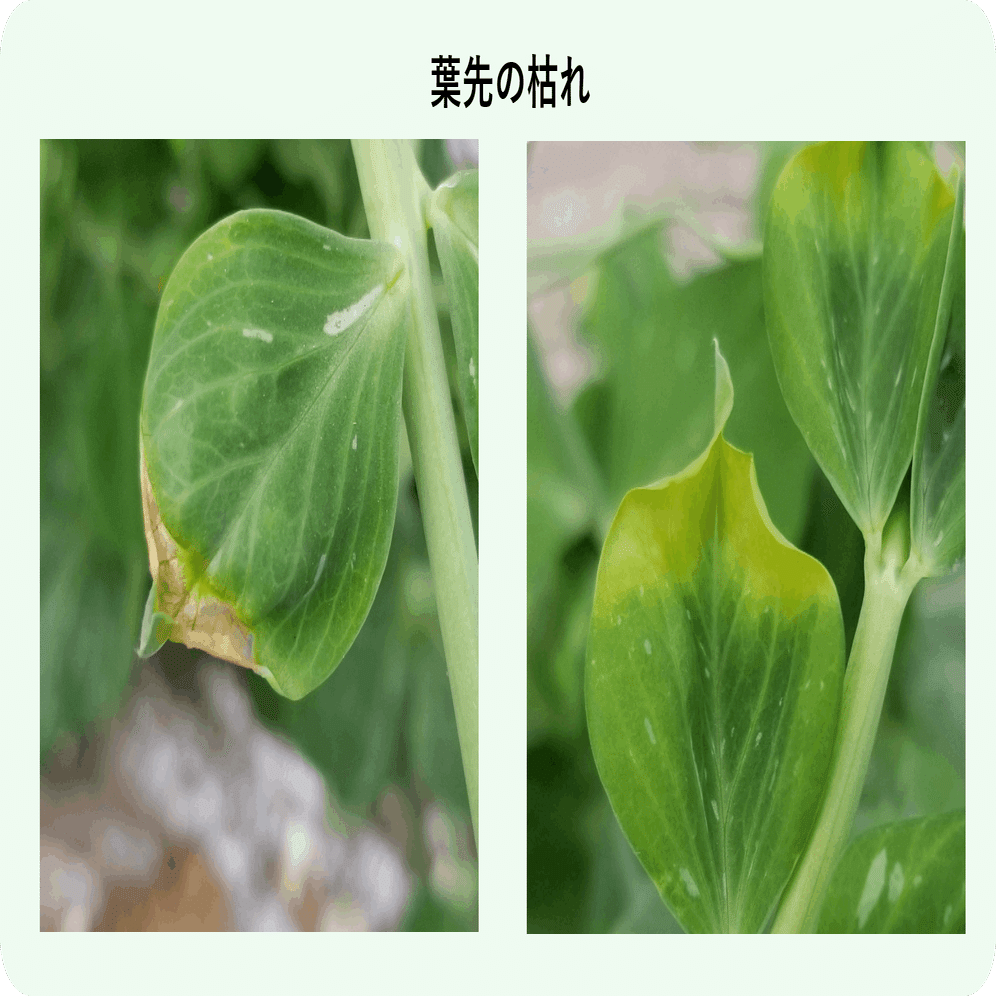 スナップエンドウ 葉先が枯れる チップバーン ミライ菜園 Note