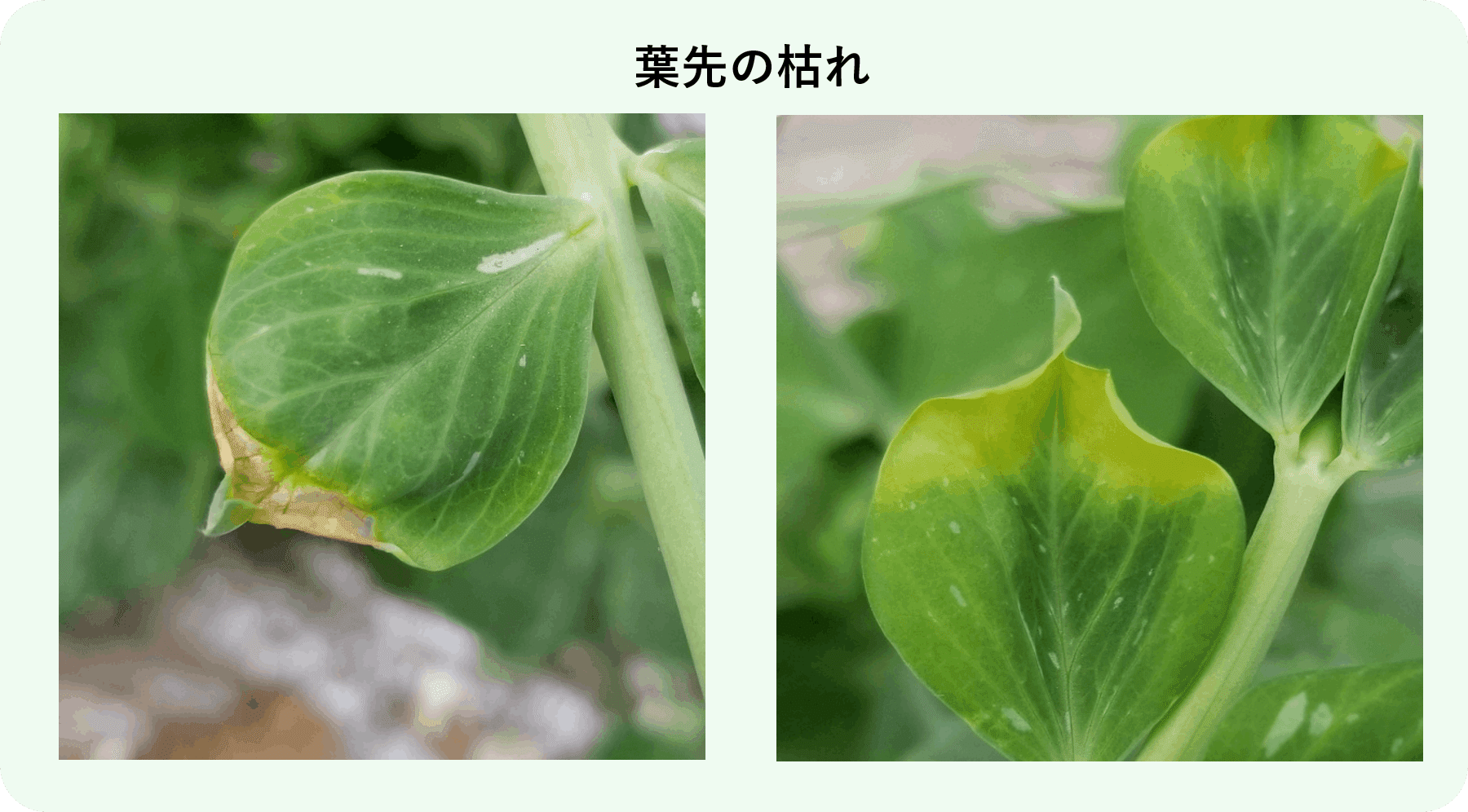 スナップエンドウ 葉先が枯れる チップバーン ミライ菜園 Note スナップエンドウ 葉先が枯れる チップバーン ミライ菜園 Note