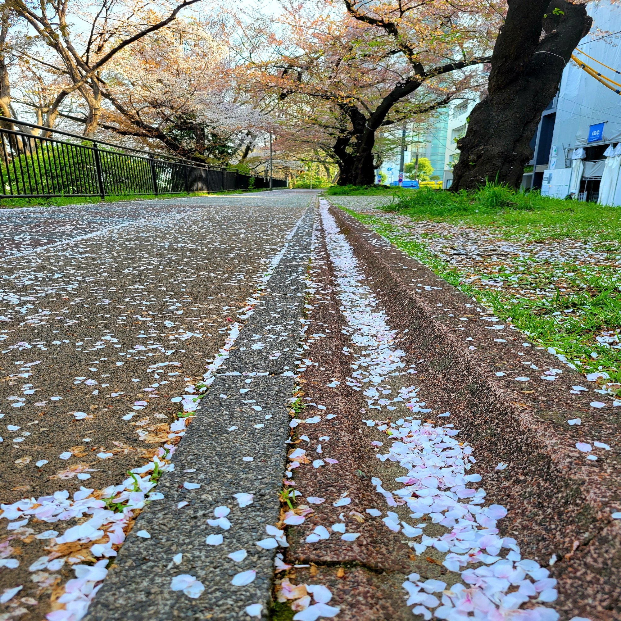 季語 花筏 鳥のこゑ浮かべたるかな花筏 Yukihiro Note