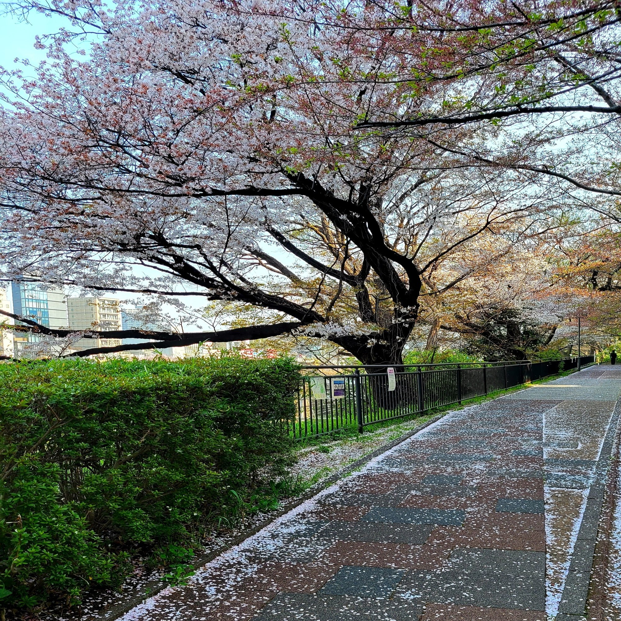 季語 花筏 鳥のこゑ浮かべたるかな花筏 Yukihiro Note