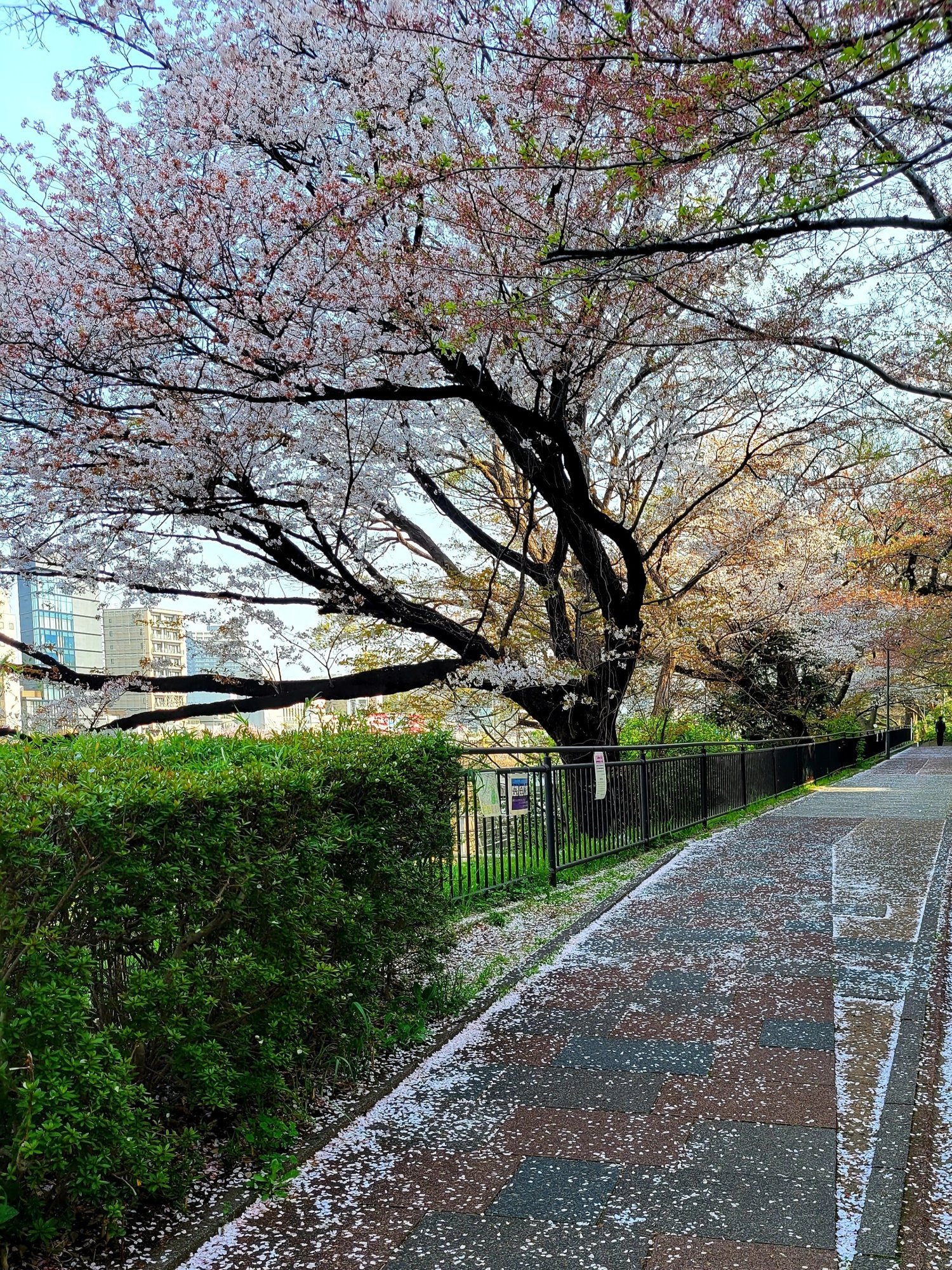 季語 花筏 鳥のこゑ浮かべたるかな花筏 Yukihiro Note 季語 花筏 鳥のこゑ浮かべたるかな花筏 Yukihiro Note